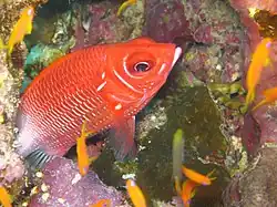 Sargocentron caudimaculatum