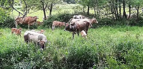 Pacage bovin dans une prairie humide