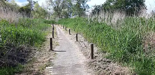 Sentier de randonnée traversant la roselière de massette à larges feuilles