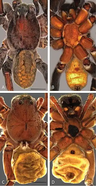 Description de l'image Portacosa cinerea (10.3897-evolsyst.1.14847) Figure 2.jpg.