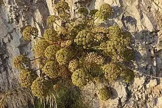 Description de l'image Portenschlagiella_ramosissima_(Trentinara16).jpg.