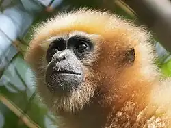 Gros plan sur la tête d'une gibbon : museau noire et yeux cerclés de noir, les poils sont clairs.