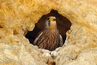 Nid dans une falaise en Algarve, au Portugal.
