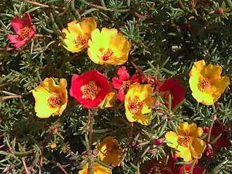 Description de l'image Portulaca grandiflora a1.jpg.