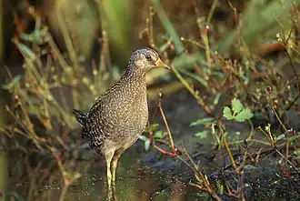 La Marouette ponctuée.