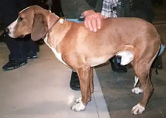 Chien courant de la vallée de la Save.