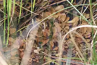 Potamot coloré sur un fossé du marais de Bresles