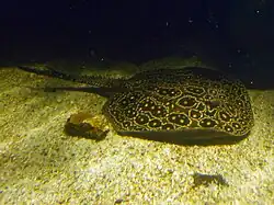 Potamotrygon jabuti.