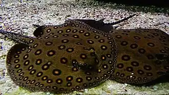 Adultes à l'aquarium du palais de la Porte-Dorée.