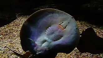 Vue de dessous d'un adulte à l'aquarium du palais de la Porte-Dorée.