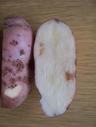 Description de l'image Potatoes disease caused by Spongospora subterranea or Streptomyces scabiei.JPG.