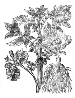 John Gerard, The Herball or Generall Historie of Plantes (1597).