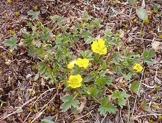 Potentilla hyparctica près de Longyearbyen