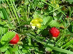 Fleur et faux-fruits.