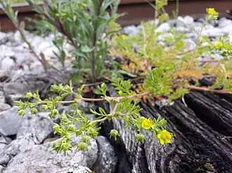 Potentille couchée(Potentilla supina)