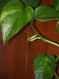 Croissance d'une jeune feuille.