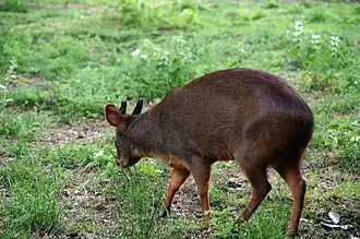 Un poudou à la ménagerie du jardin des plantes de Paris.