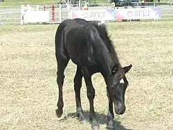 Poulain de Mérens avec une marque blanche en tête.