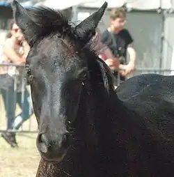 Poulain de Mérens à Bouan en 2023, vu de face.