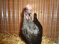 Poule d'Augsbourg noire