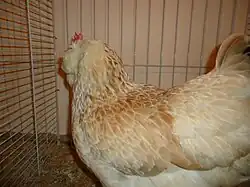 Poule Faverolles française