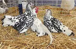 Trio de Hambourg argenté pailleté noir grande race