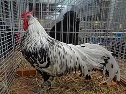 Coq Hambourg argenté pailleté noir (grande race)