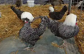 Coq et Poules Hollandaise naine coucou à huppe blanche