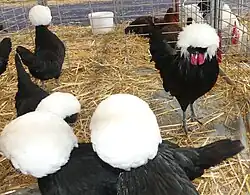Coq et poules Hollandaise naine noir à huppe blanche