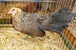 Poule Javanaise saumon doré clair