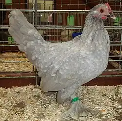 Poule gris perle caillouté blanc