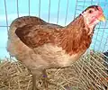 Poule Araucana froment doré grande race