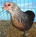 Poule Araucana saumon argenté grande race