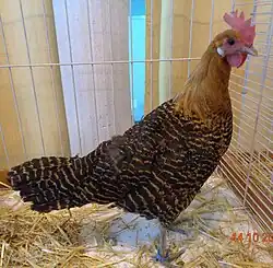 Poule Braekel doré grande race