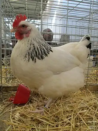 Poule de Bourbourg au salon international de l'agriculture 2019.