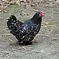 Orpington naine à plumage noir caillouté blanc.