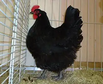 Poule noire du Berry.