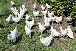 Une trentaine de poules blanches à crête rouge regroupées sur une petite partie d'un pré.