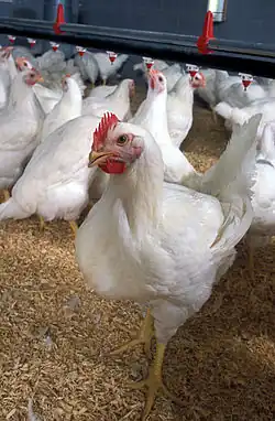 Des poulets de chair dans un élevage de volailles.