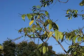 Description de cette image, également commentée ci-après
