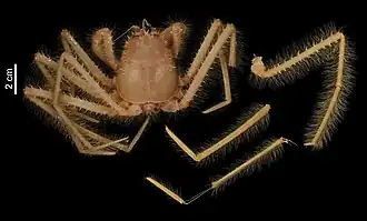 Description de l'image Poupinia hirsuta (MNHN-IU-2008-11333) 002.jpeg.