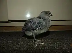 Poussin bleu liseré.