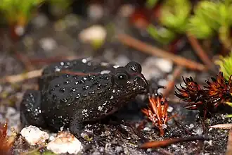 Description de l'image Poyntonia paludicola.jpg.