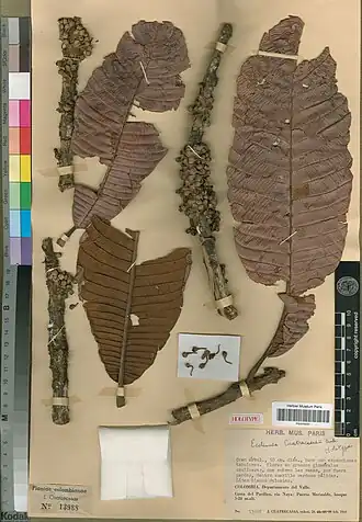 Description de l'image Pradosia cuatrecasasii (Aubrév.) T.D.Penn. 438164368.jpg.
