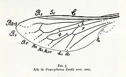 Praecytherea sardii Nicolas Théobald, 1937 - dessin de l'aile.