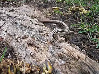 Description de l'image Prairie skink.jpg.