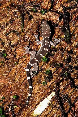 Description de l'image Prasad's gecko - Hemidactylus prashadi.jpg.