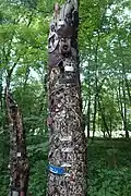 Arbre cloué dans le Prater de Vienne près de Krebsenwasser