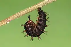 Photo d'une chenille accrochée à une branche, recourbée sur elle-même. Son abdomen est sombre avec des épines brunes.