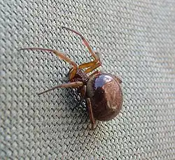 Steatoda nobilis qui mange une coccinelle asiatique après l'avoir attrapée dans sa toile et lui avoir injecté son venin à Lille en France.
